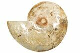 Daisy Flower Ammonite (Choffaticeras) - Madagascar #191238-5
